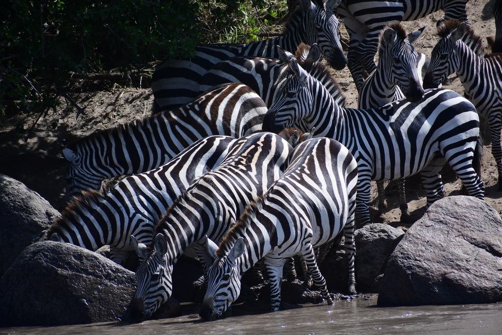 Serengeti Western Corridor